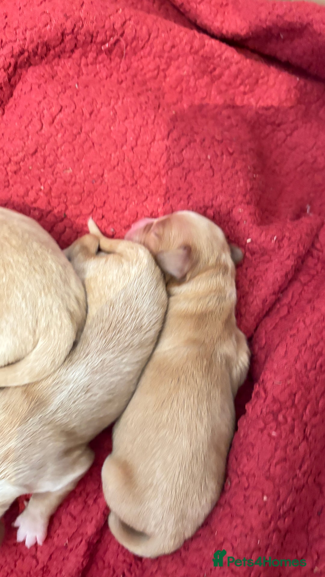 Sprocker dogs for sale: Sprocker for sale - Image 2