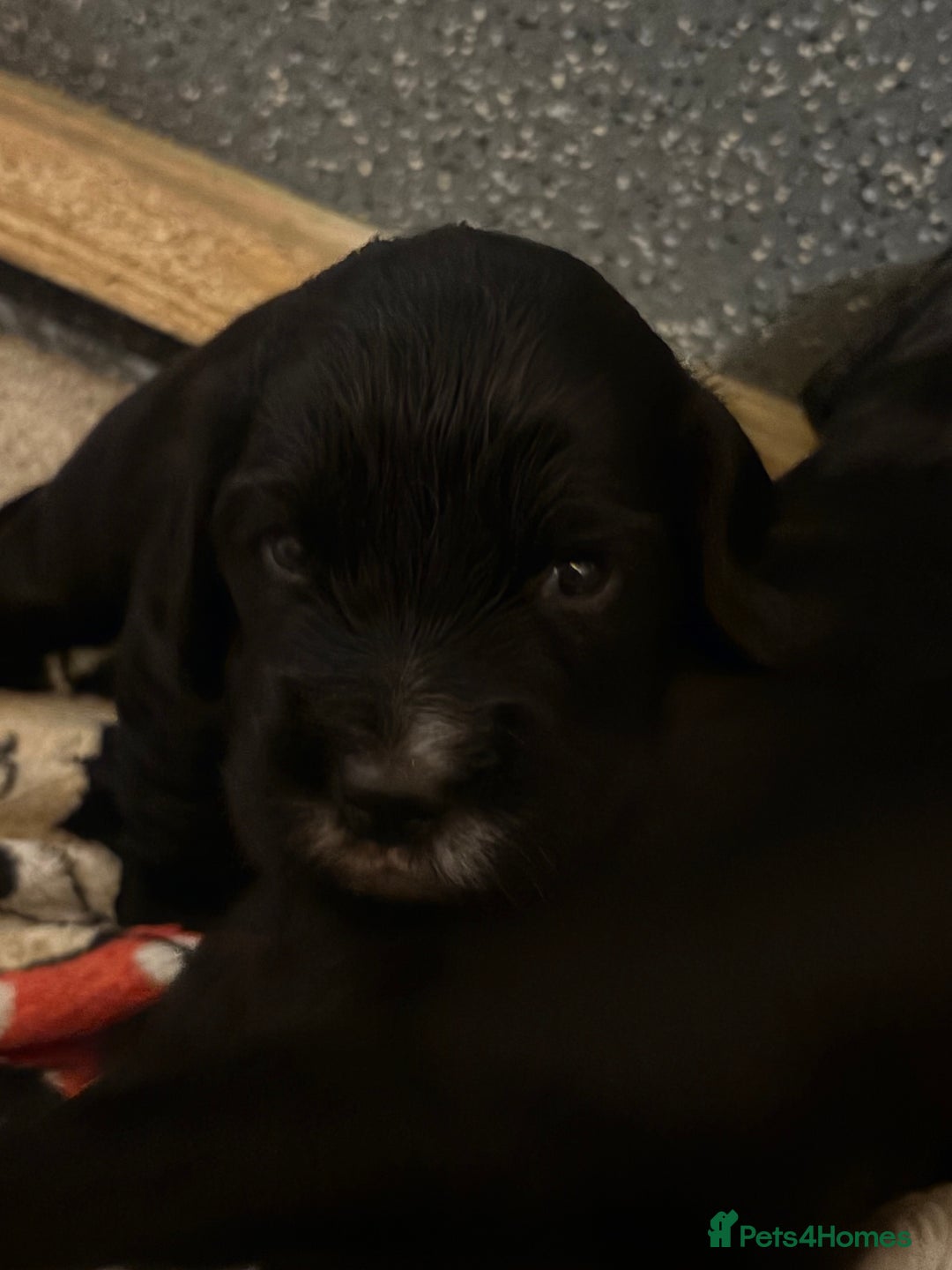 Cocker Spaniel dogs for sale: Working Cocker spaniels beautiful markings   - Advert 18