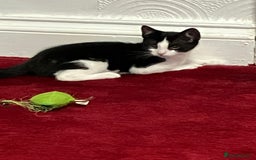 Mixed Breed cats for sale: Beautiful kittens  - Image 4
