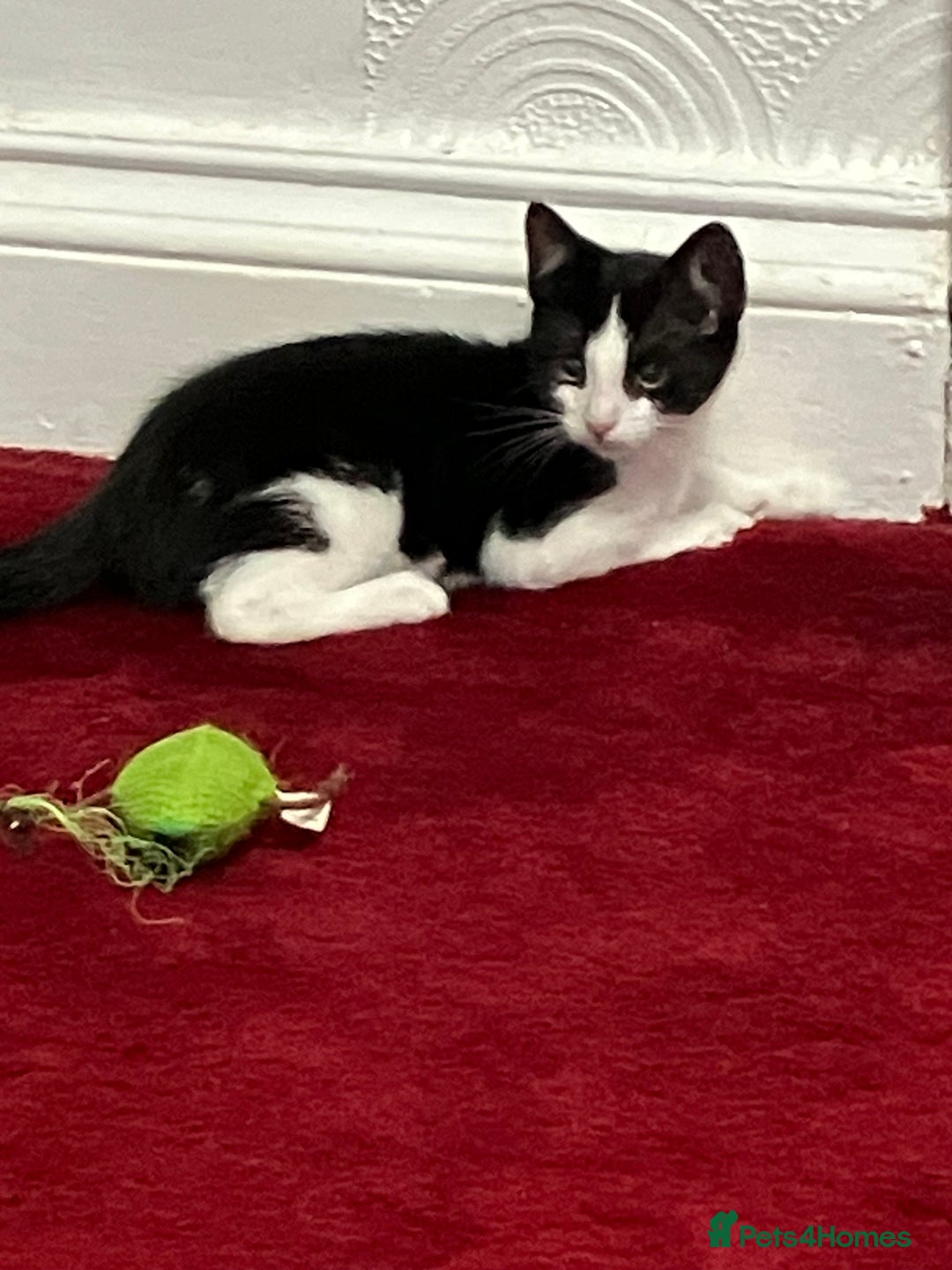 Mixed Breed cats for sale: Beautiful kittens  - Image 4