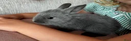 Mixed Breed rabbits for sale: Baby Rex French lop grey rabbits in Taunton - Advert 5