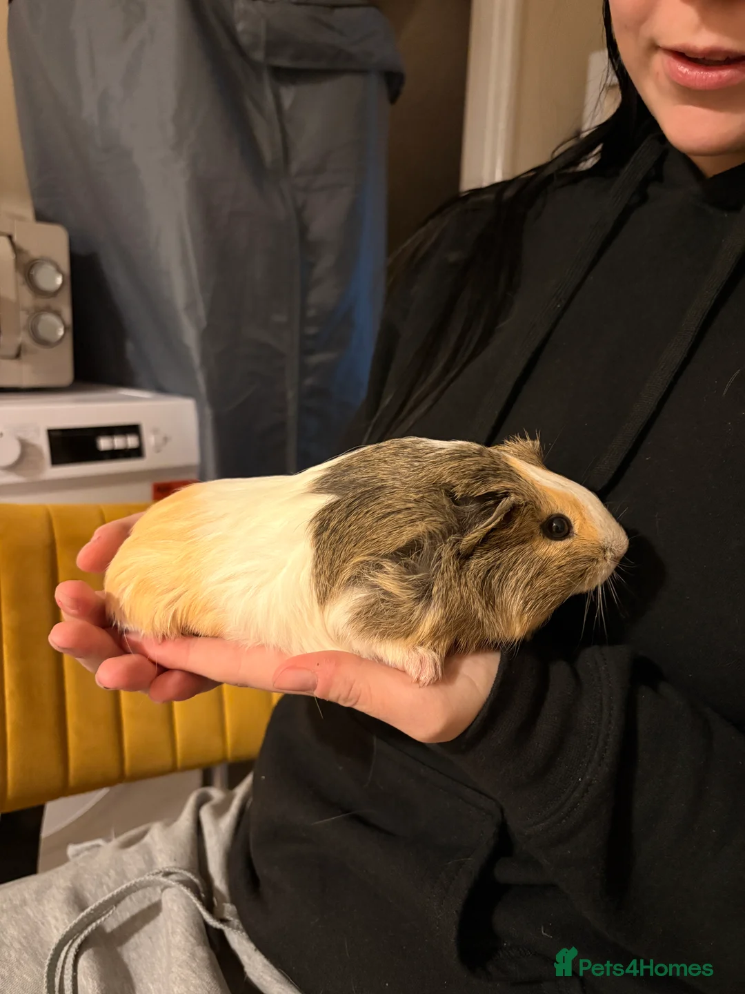 Guinea Pig rodents for sale: Assorted Female Guinea Pigs - Advert 6