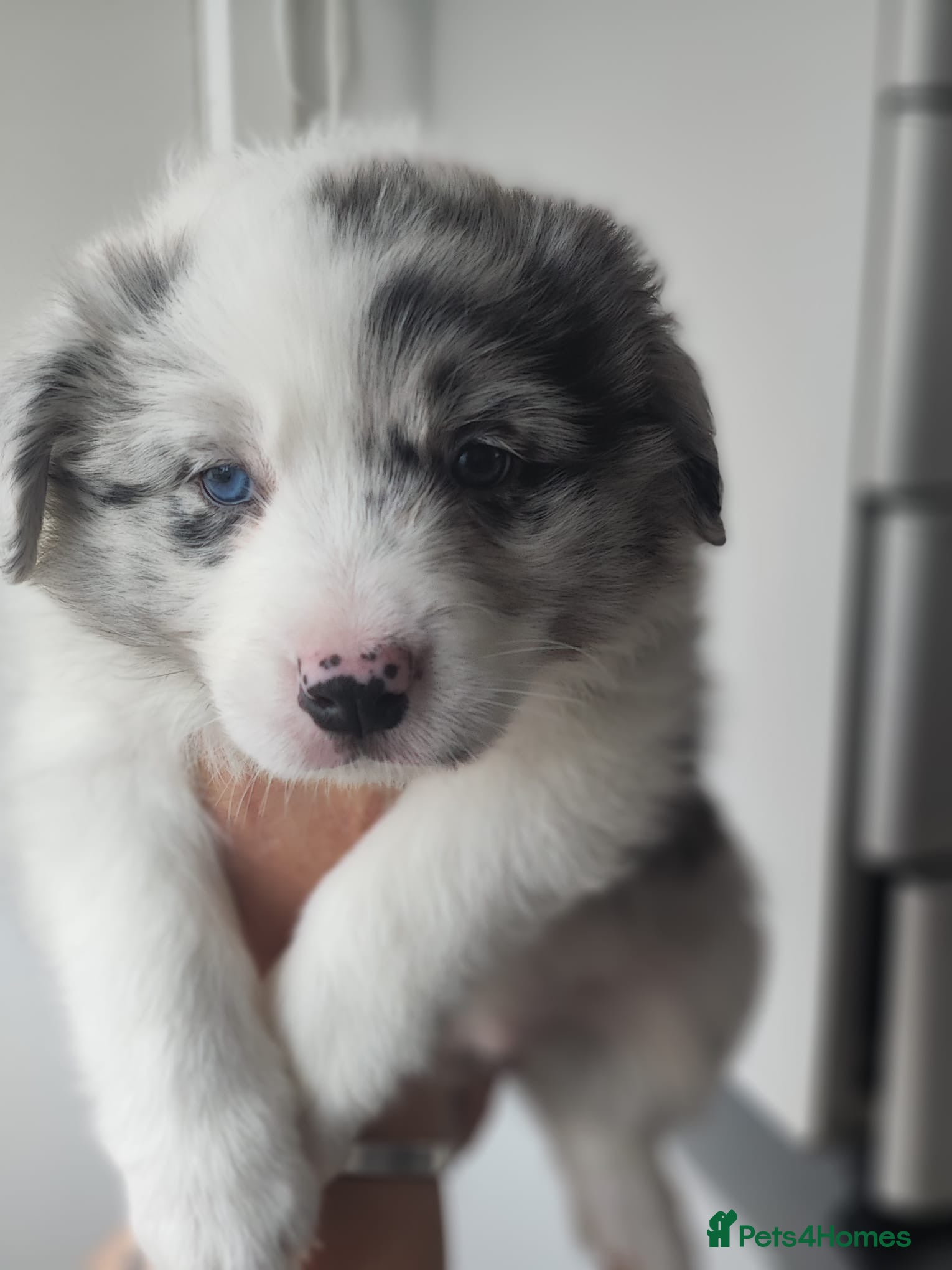 Border Collie dogs Stunning puppies from international champion line. - Advert 9