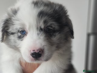 Border Collie dogs Stunning puppies from international champion line. - Advert 9