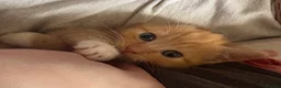 Ragdoll cats for sale: Ragdoll x Domestic Tortoiseshell Shorthair Kittens - Advert 29