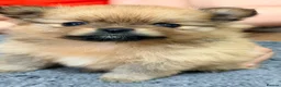 Pomeranian dogs for sale: Beautiful Pomeranian puppies in Burnley - Advert 13