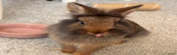 Netherland Dwarf rabbits for sale: Two female bunnies  in Abingdon - Advert 3
