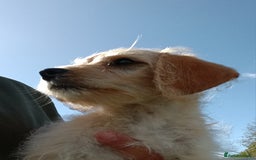 Jackapoo dogs for sale: Golden Male Jack-A-Poo Puppy - Image 7