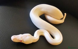 Python Snake reptiles for sale: CB25 Red eyed Leucistic Royal Pyrhon. - Image 2