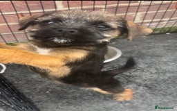 Border Terrier dogs for sale: Border Terrier puppies - Image 4