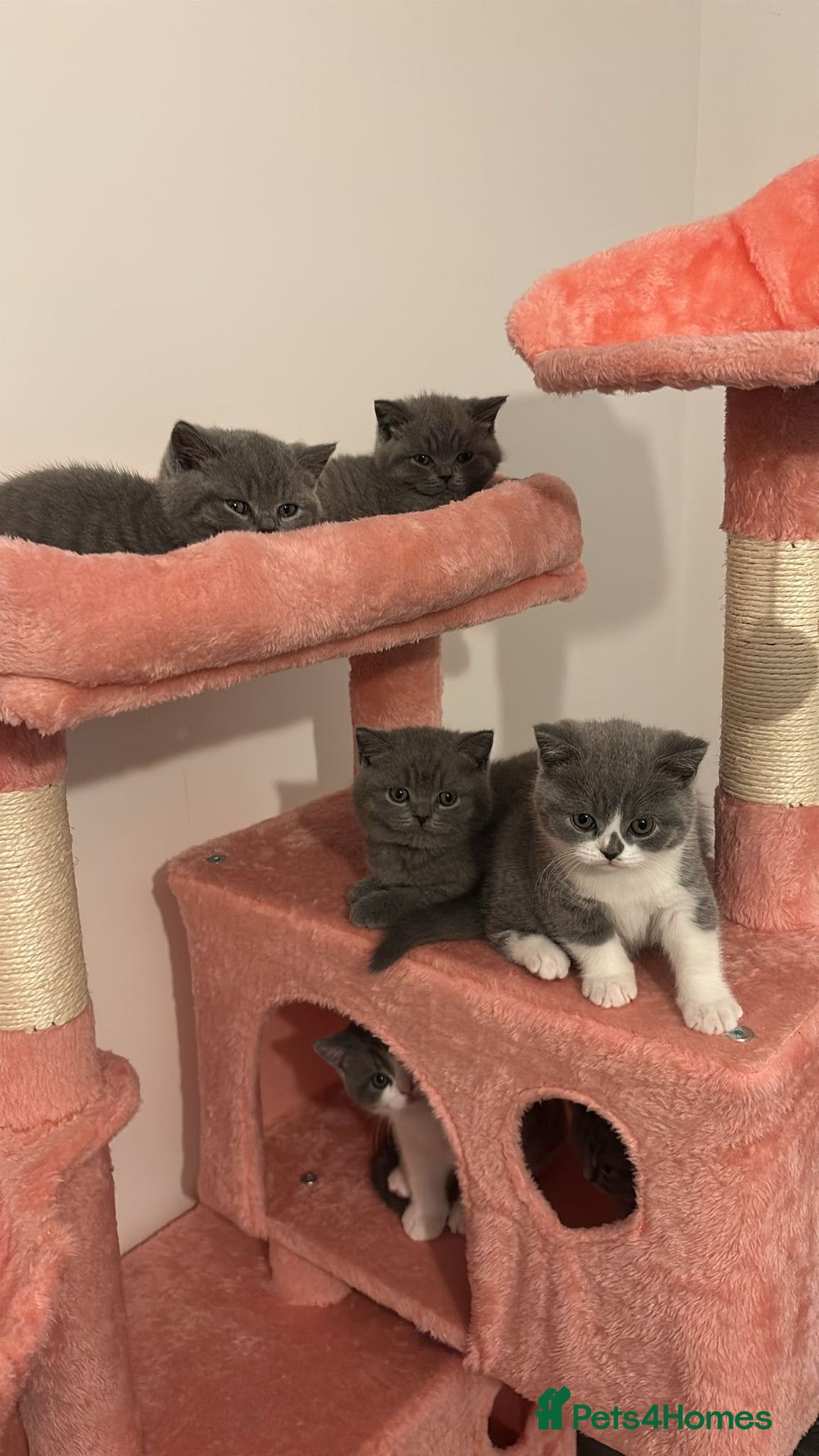 British Shorthair cats for sale: 🧸✨6 Chunky British Shorthair Kittens For Sale✨🧸 - Advert 25