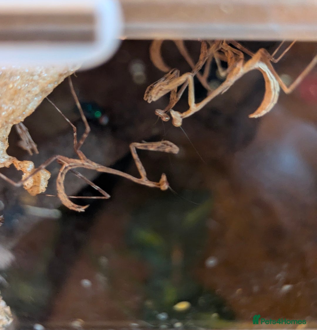 Praying Mantis invertebrates for sale: Praying Mantis - pseudempusa pinnapavonis nymphs - Image 2
