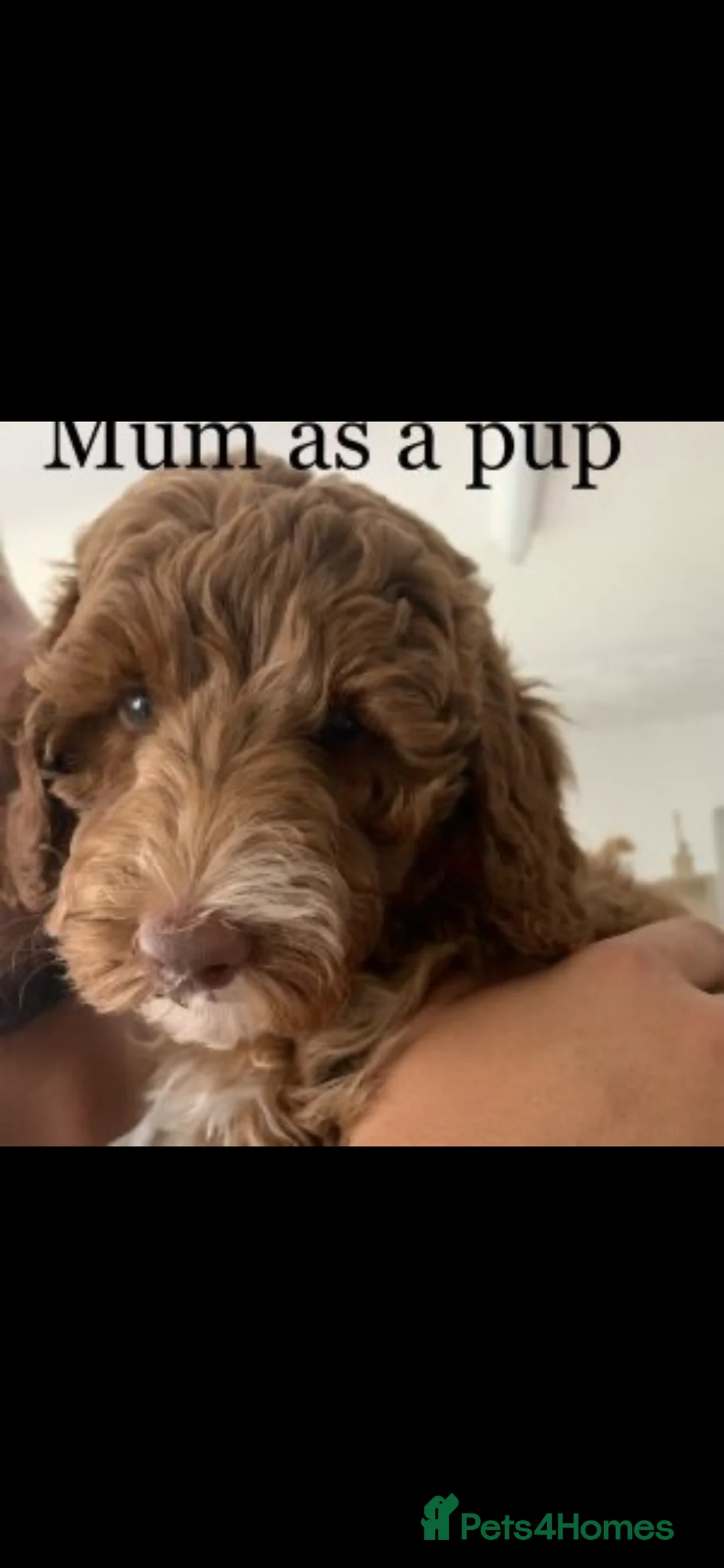 Mixed Breed dogs for sale: Exceptional Australian labradoodle /Double Doodles - Advert 7