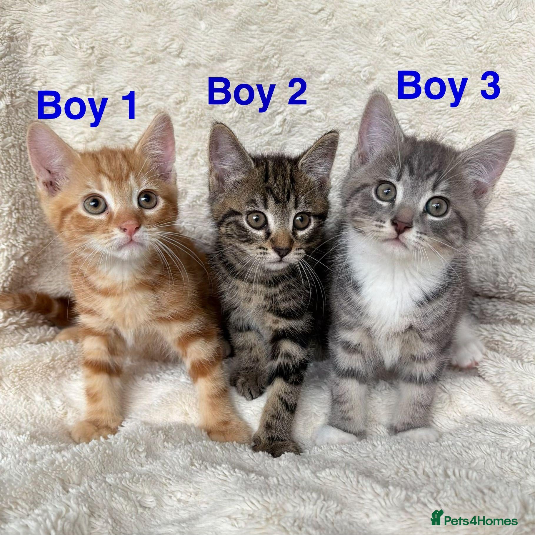 Mixed Breed cats Gorgeous home reared kittens  - Advert 2
