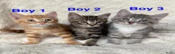 Mixed Breed cats for sale: Gorgeous home reared kittens  - Advert 1