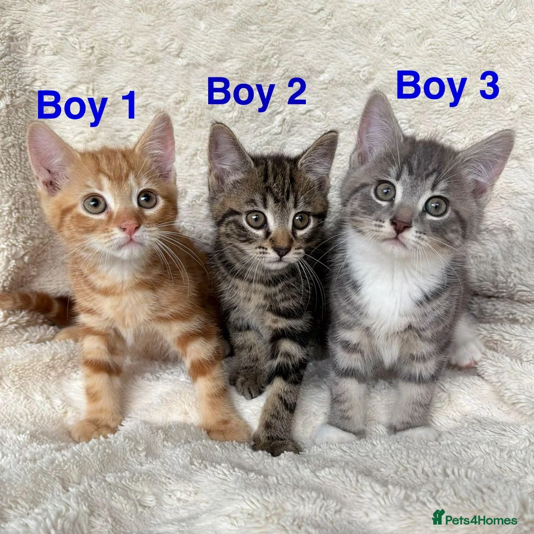 Mixed Breed cats for sale: Gorgeous home reared kittens  - Advert 1