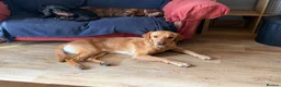 Labrador Retriever dogs for sale: Reggie - Advert 2