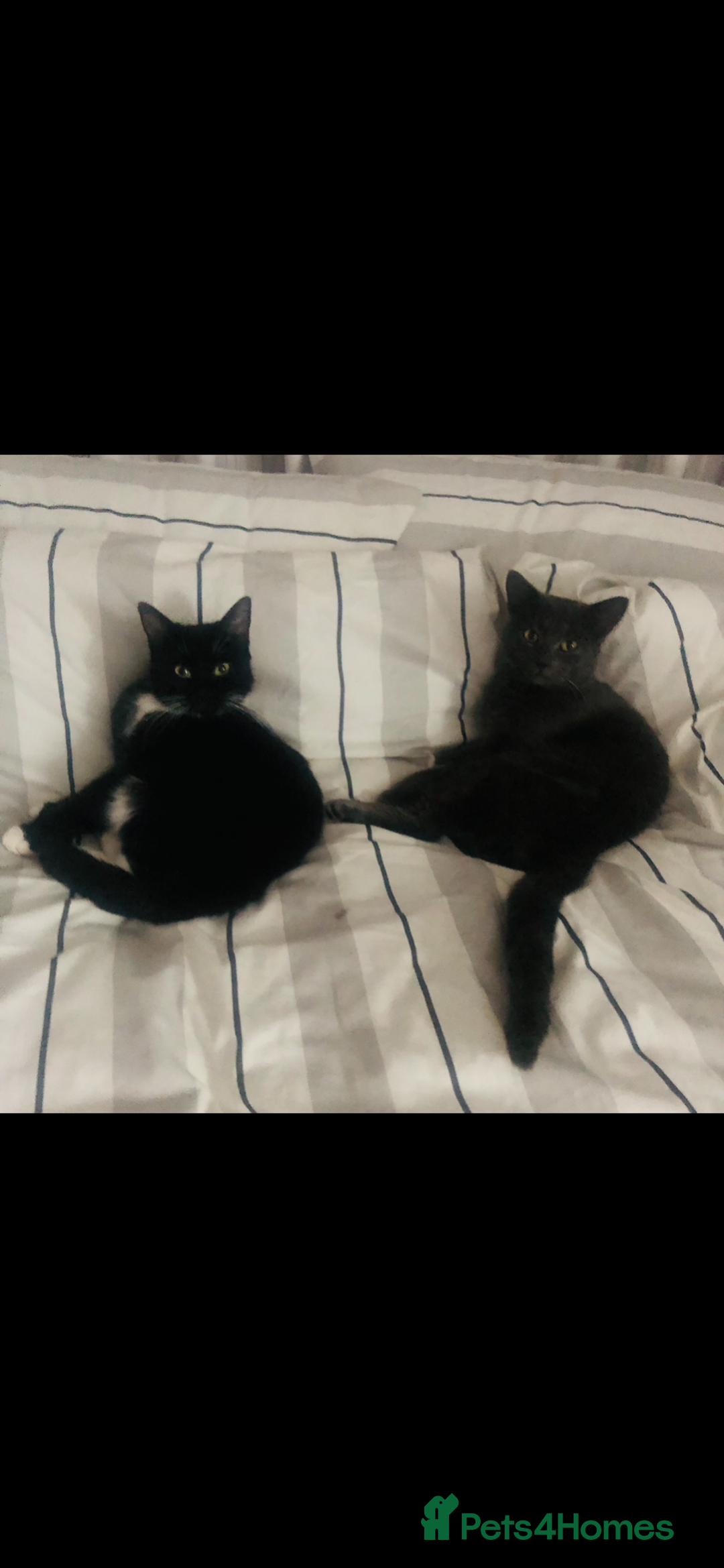 Mixed Breed cats for sale: Kittens half Russian blue  - Image 3