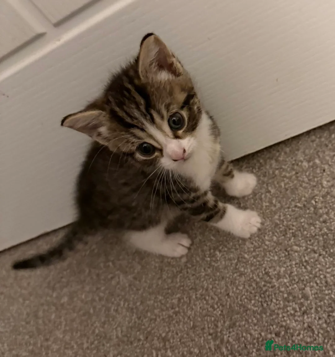 Mixed Breed cats for sale: 3 tabby female kittens - Advert 2