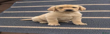 Labrador Retriever 1