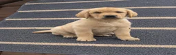 Labrador Retriever dogs for sale: Beautiful  Labrador Retriever puppies - Advert 3