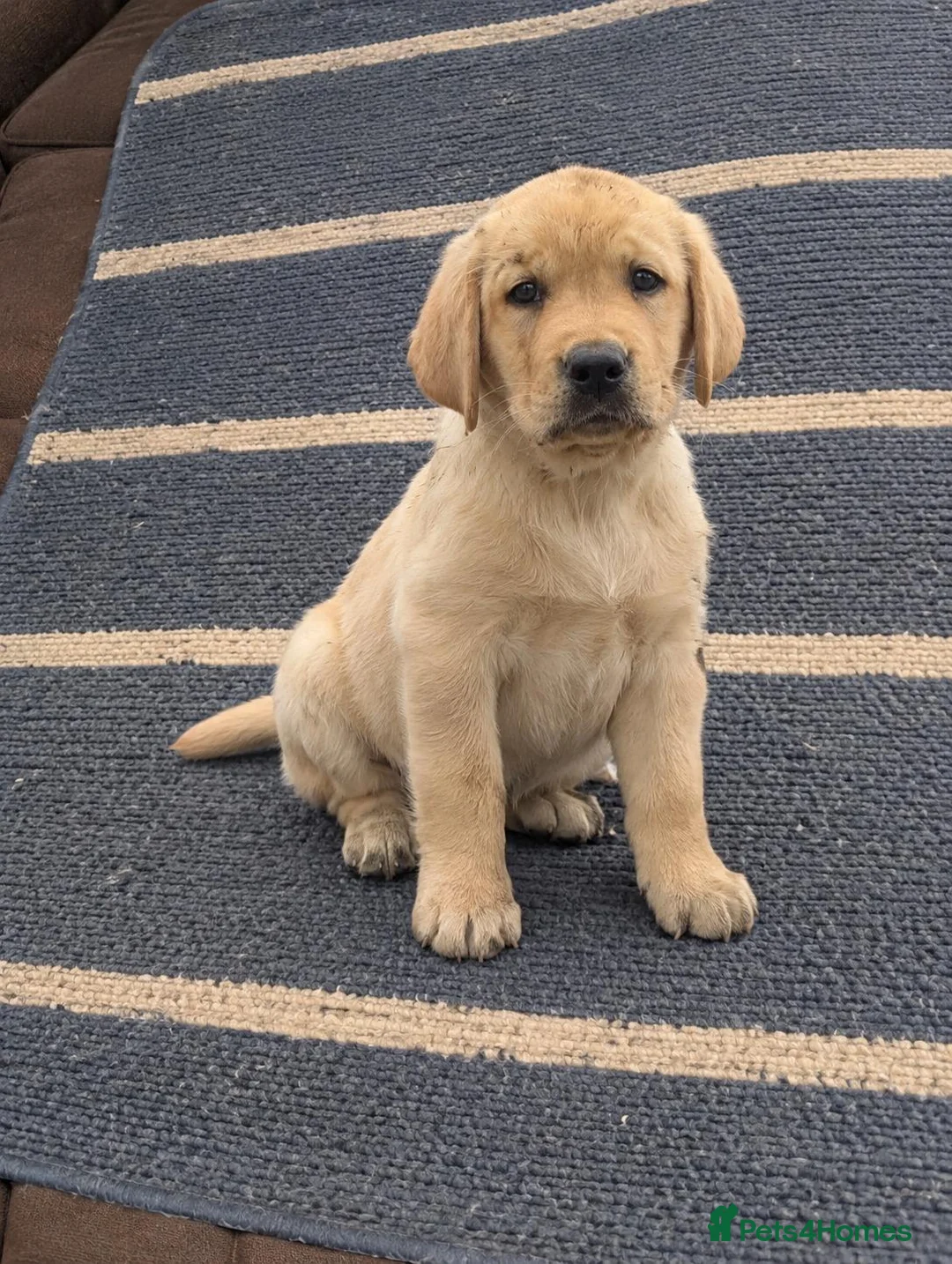 Labrador Retriever dogs for sale: Beautiful  Labrador Retriever puppies - Advert 3