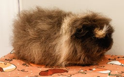 Guinea Pig rodents for sale: Female Swiss Guinea Pigs - Image 9