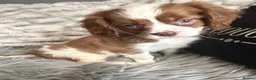 Cavalier King Charles Spaniel dogs for sale: KC REG EXCEPTIONAL EXTENSIVELY HEALTH TESTD PUPS  - Advert 15