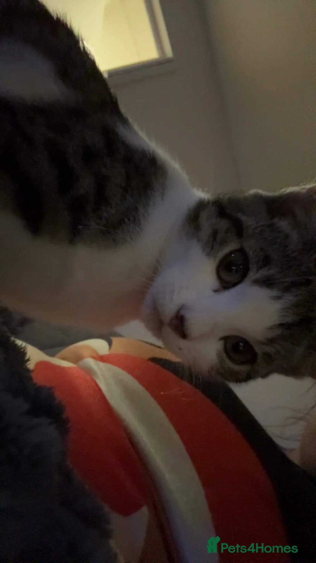 Domestic Shorthair cats for sale: Kitten looking for forever home  - Advert 6