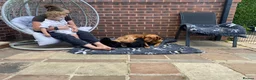 Labrador Retriever dogs for sale: Labrador Puppies  - Advert 16