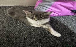 Mixed Breed cats for sale: 2 Grey and White, and 2 Fluffy Grey Kittens - Image 4