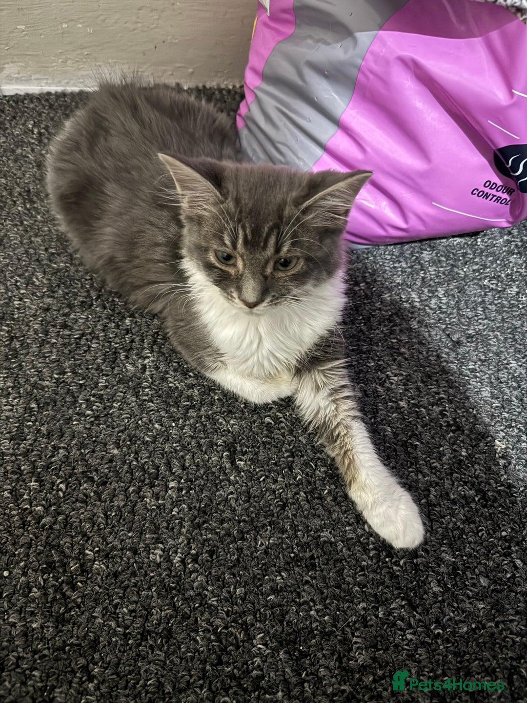 Mixed Breed cats for sale: 2 Grey and White, and 2 Fluffy Grey Kittens - Image 4