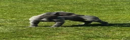 Whippet dogs for sale: Blue Whippet Boy Pup Ready Now - Advert 5