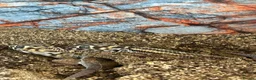 Gecko reptiles for sale: Breeding pair of frog eyed geckos with everything  in Hornsea - Advert 4