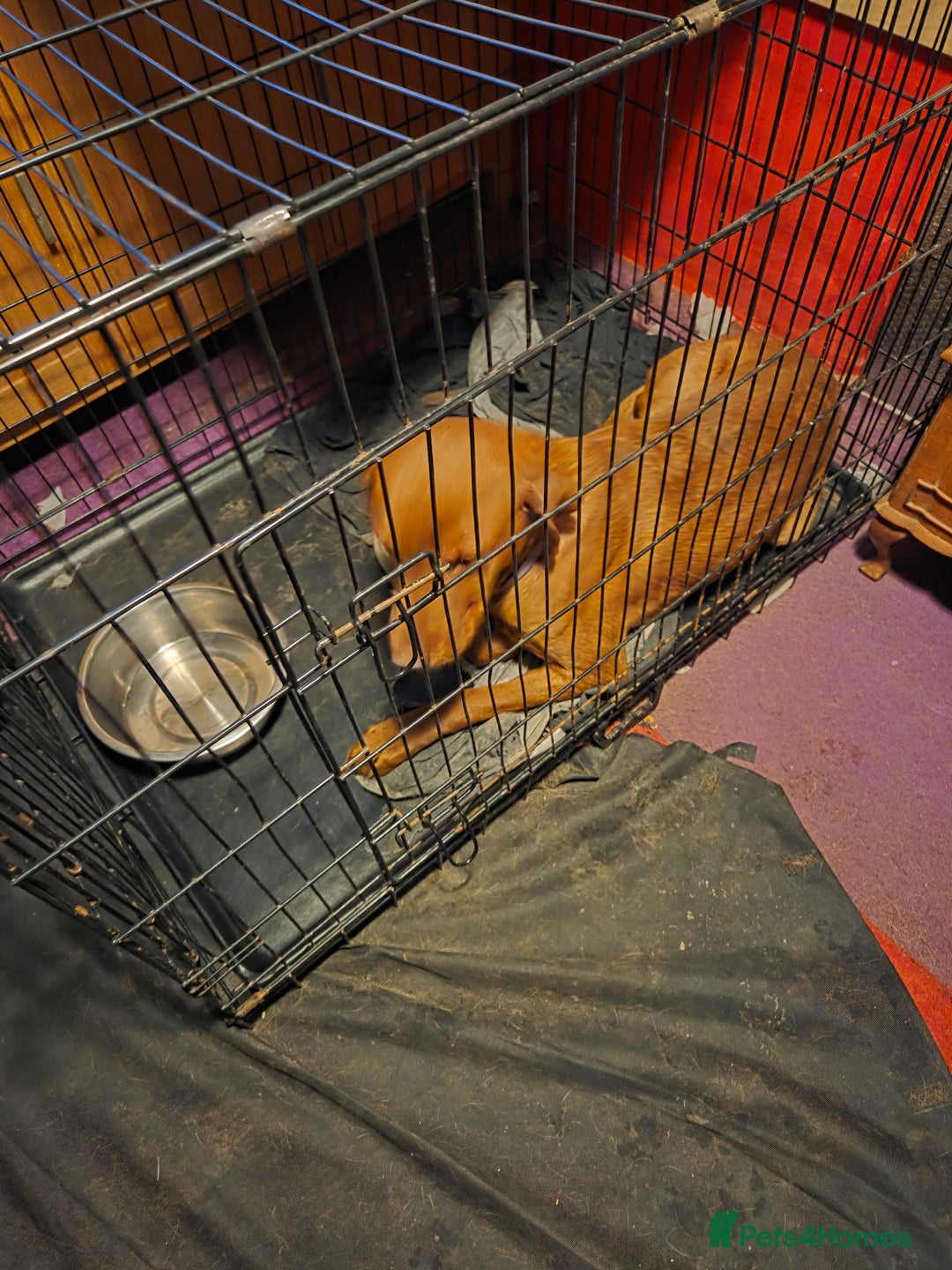 Labrador Retriever dogs for sale: Black labrador puppies - Advert 3