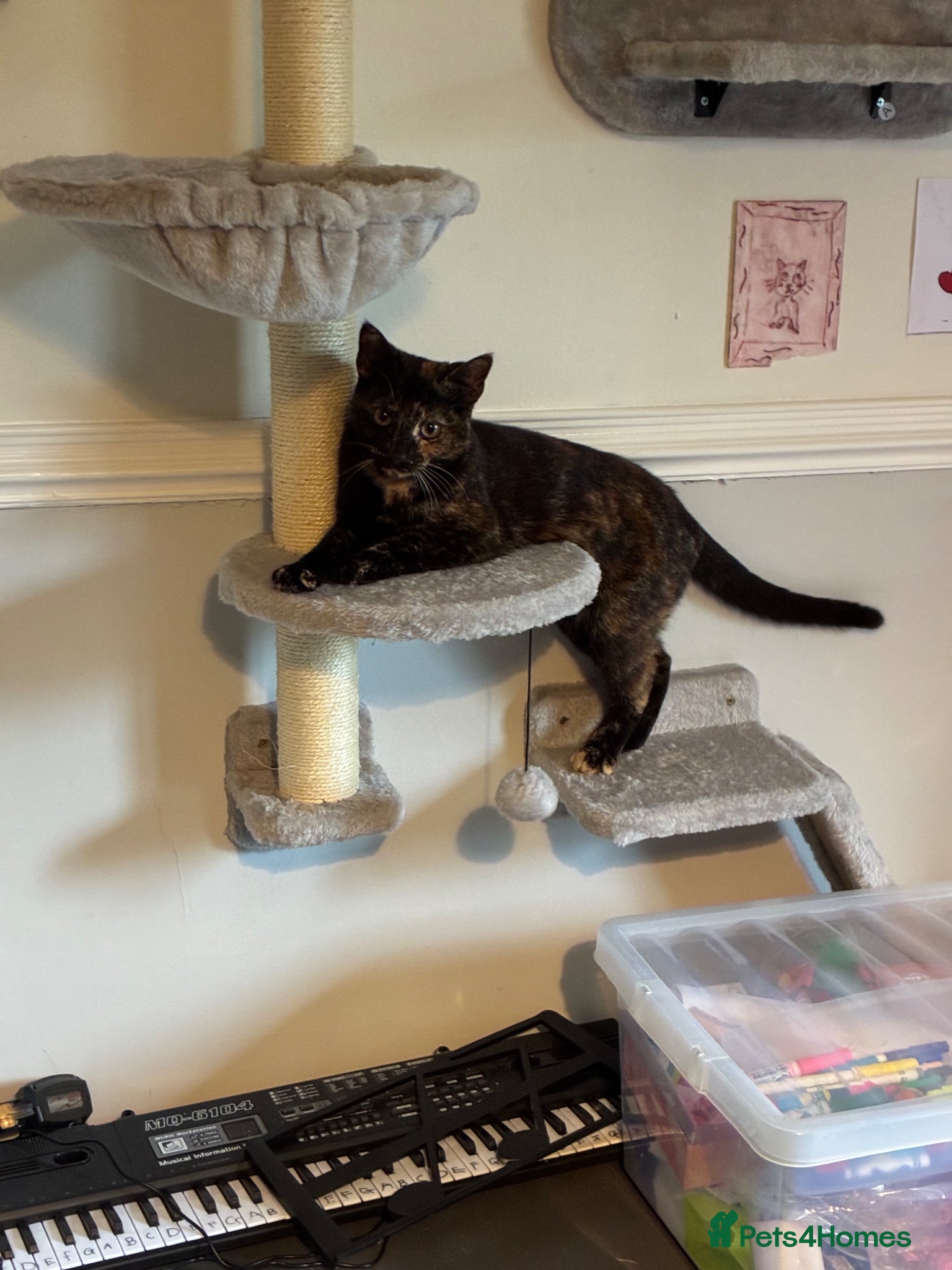 Mixed Breed cats Mixed colour female 10 months - Advert 1