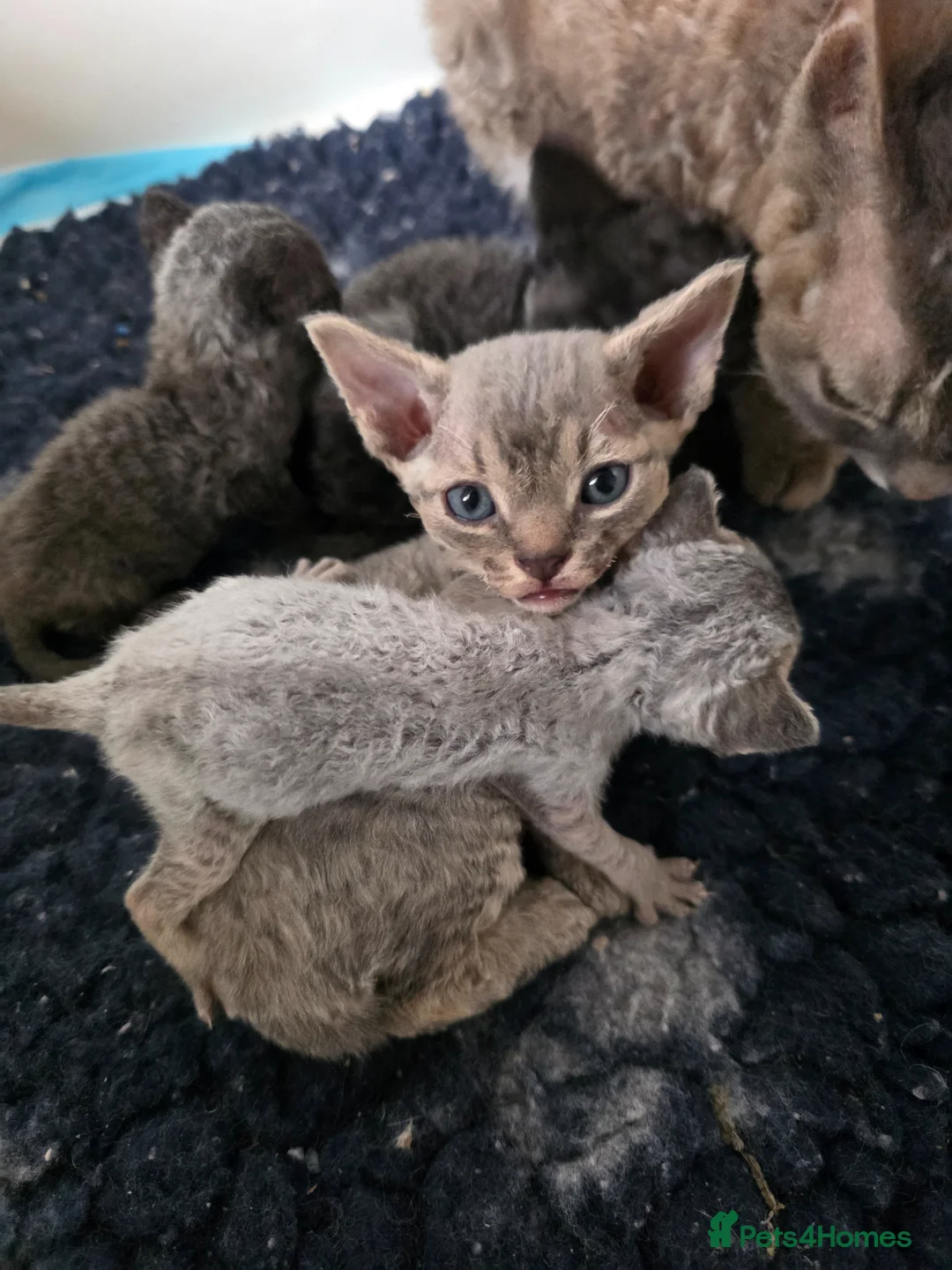 Devon Rex cats for sale: Pedigree TICA Devon Rex Kittens - Advert 2