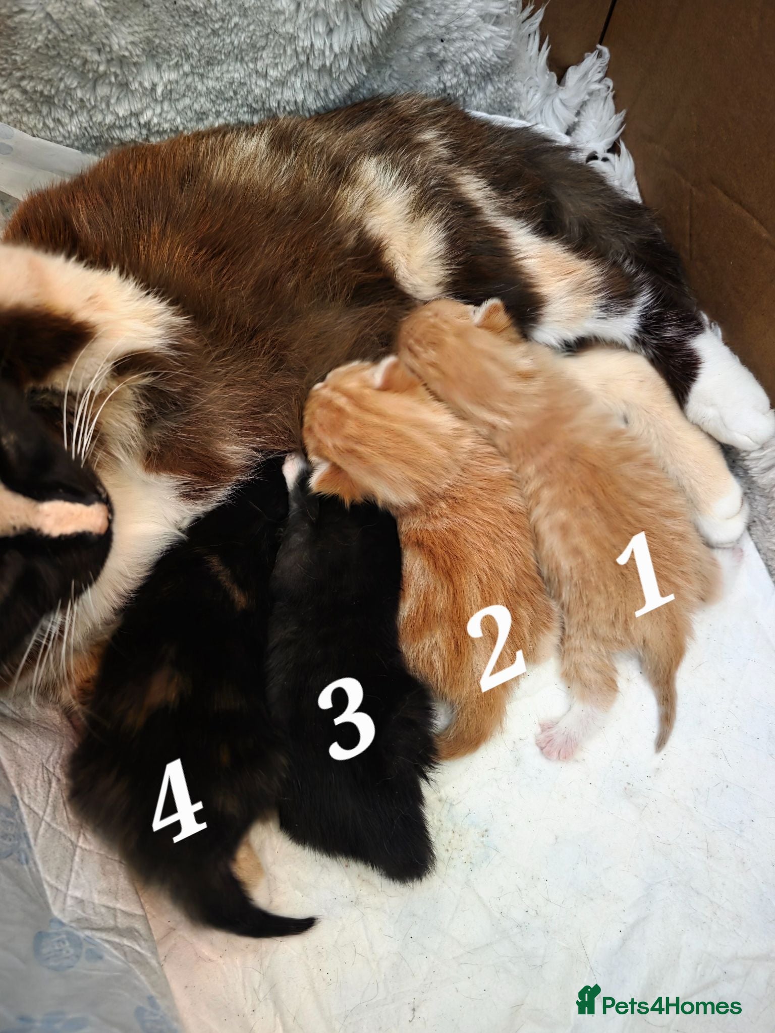 Mixed Breed cats Siamese blue X short - Advert 14