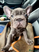 French Bulldog dogs Lovely 1 French Bulldog Girl 🐶 & 2 Boys 🐶❤️ - Advert 2