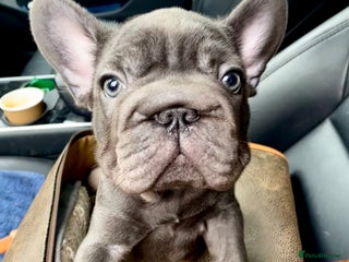 French Bulldog dogs Lovely 1 French Bulldog Girl 🐶 & 2 Boys 🐶❤️ - Advert 2