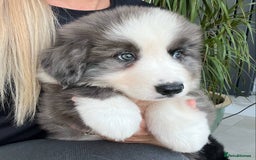Bernese Mountain Dog dogs for sale: Stunning Chunky Bordernese Puppies - Image 6