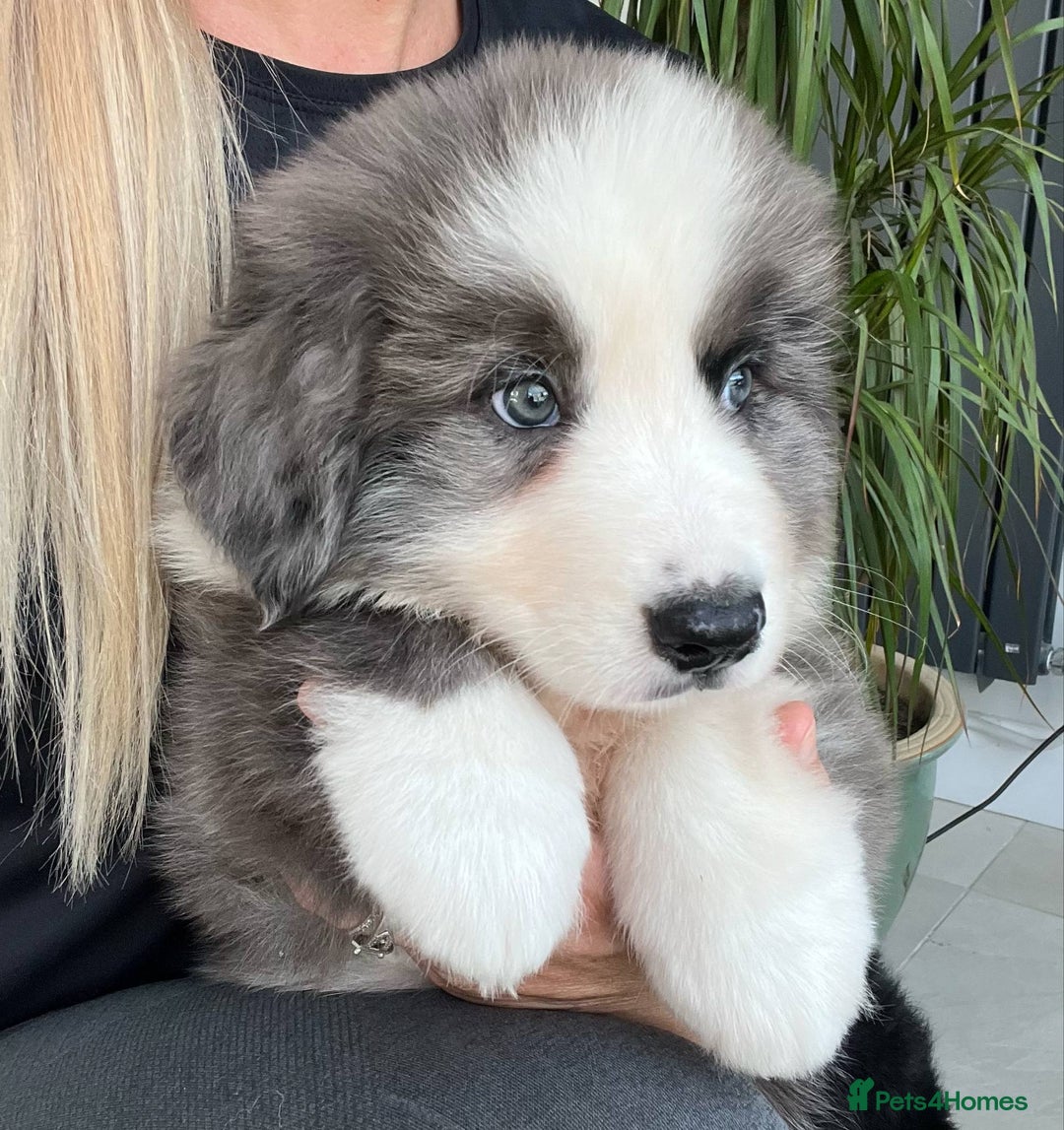 Bernese Mountain Dog dogs for sale: Stunning Chunky Bordernese Puppies - Image 6