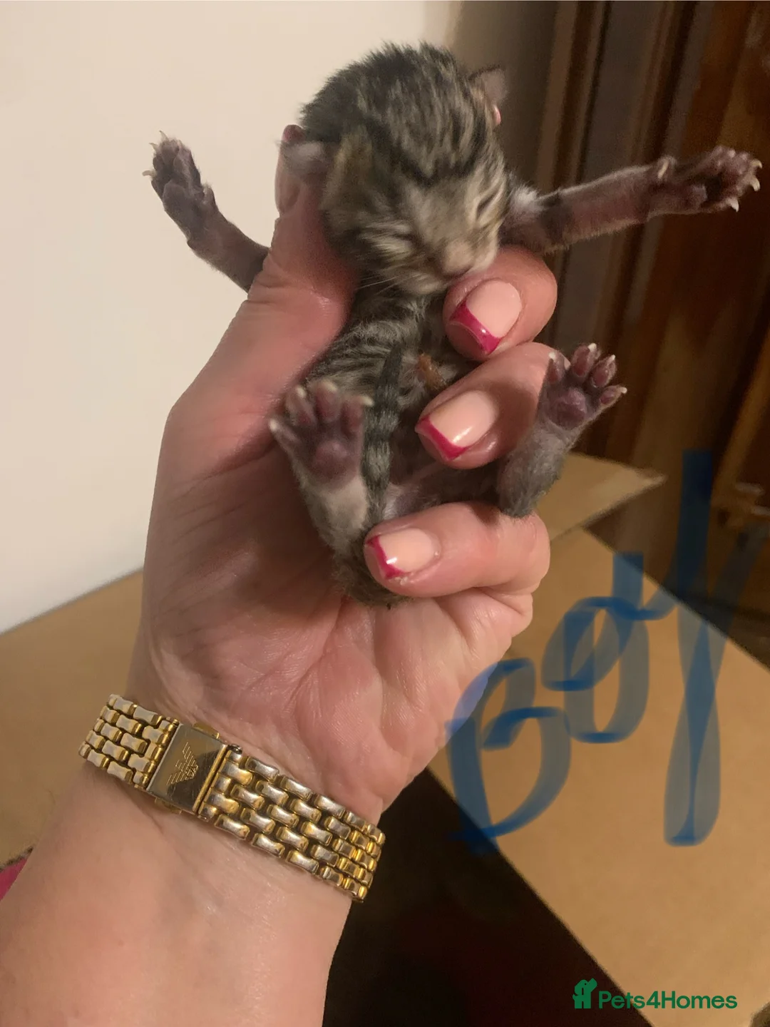 British Shorthair cats for sale: Kittens for sale  - Advert 19