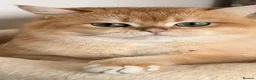 British Shorthair cats for sale: BSH Golden kittens,exc quality, registered  - Advert 10