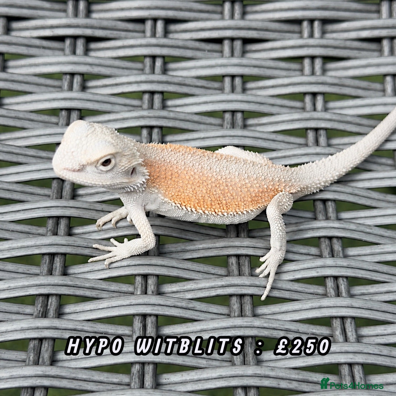 Bearded Dragon reptiles BEARDED DRAGONS - Advert 2