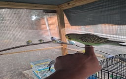 Budgerigars birds for sale: Silly hand tamed baby budgies for sale  - Image 12