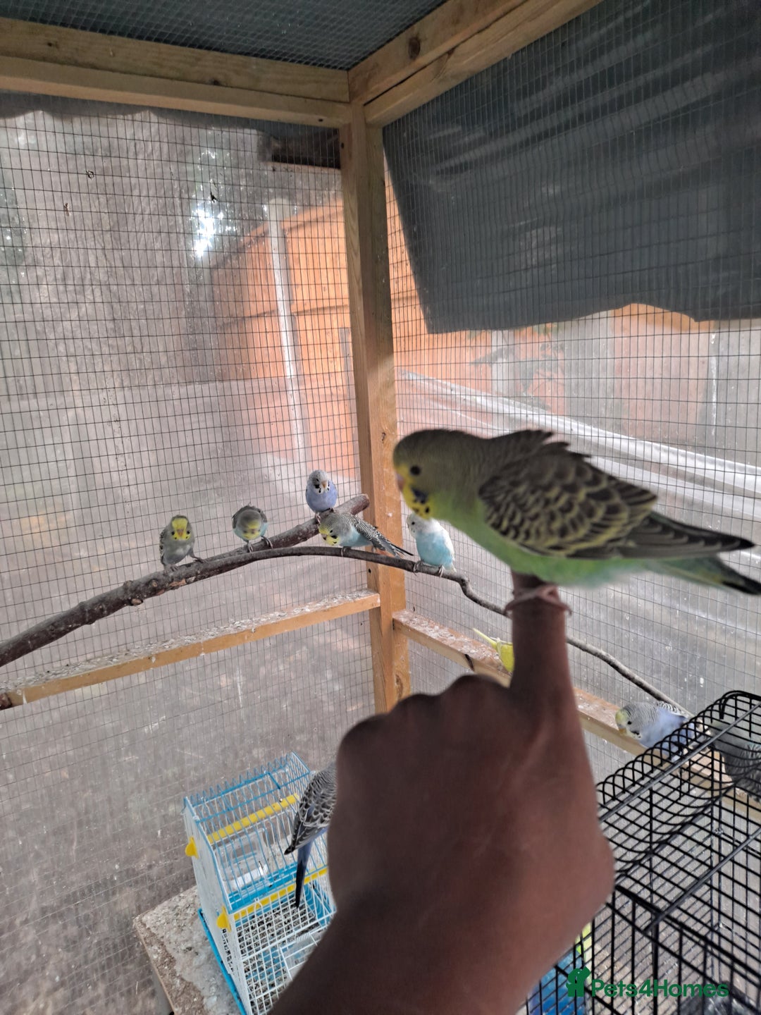 Budgerigars birds for sale: Silly hand tamed baby budgies for sale  - Image 12