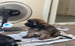 Shihpoo dogs for sale: 4 shihpoo males ready now in Telford - Image 26