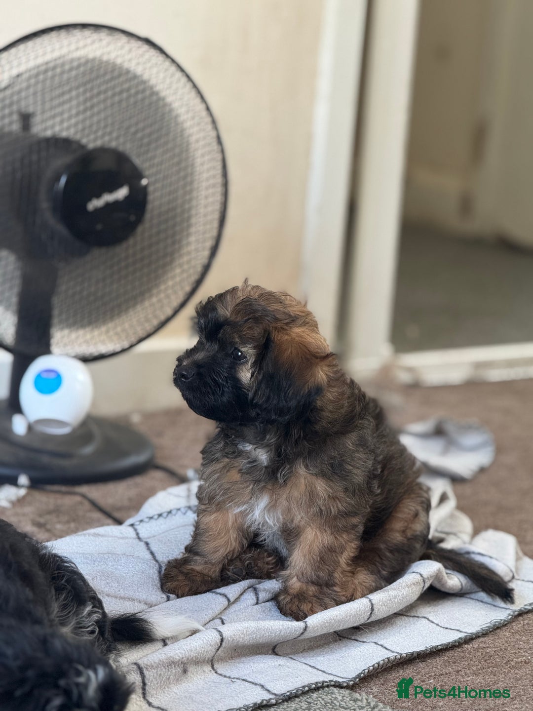 Shihpoo dogs for sale: 4 shihpoo males ready now in Telford - Image 26