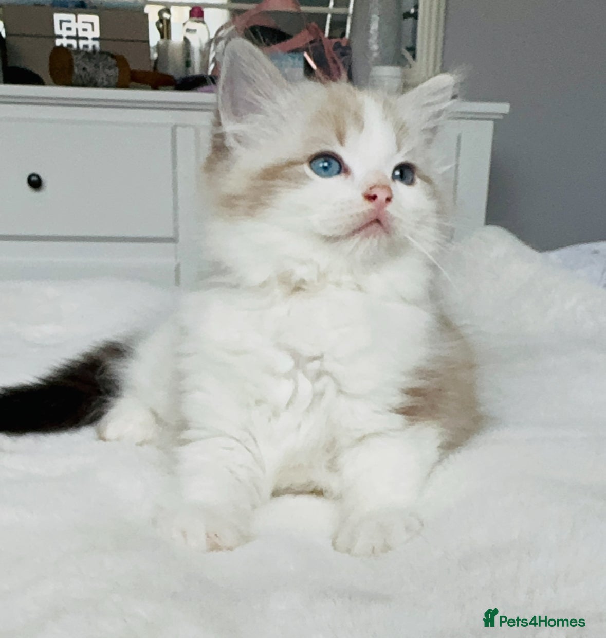 Ragdoll cats 🩷🐾Tica full Pedigree🐾Last Ragdoll girl🐾🩷🥰😻 - Advert 6